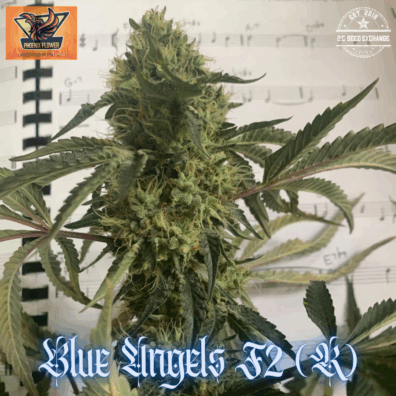 Blue Angels F2 (Blue Euphoria ‘Clone-Only’ x Glue Sniffer BX3) 10 Regular Seeds