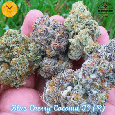 Blue Cherry Coconut F3 (Blue Euphoria x Cherry Coconut) 10 Regular Seeds