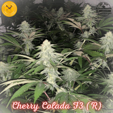 Cherry Colada F3 ([Pineapple Kush x Gelato #25/Dosidos #22] x Cherry Coconut F3) 10 Regular Seeds