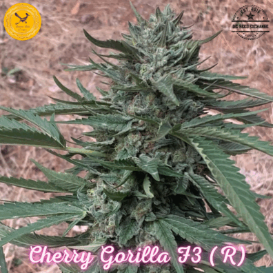 Cherry Gorilla F3 (Gorilla Glue #4 x Cherry Coconut F3) 10 Regular Seeds