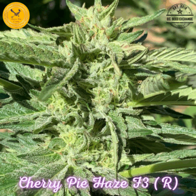 Cherry Pie Haze F3 (Cherry Pie ‘cut-only’ x Candy Haze) 10 Regular Seeds
