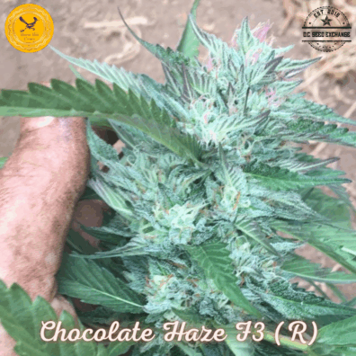 Chocolate Haze F3 (Chocolope BX x Candy Haze) 10 Regular Seeds