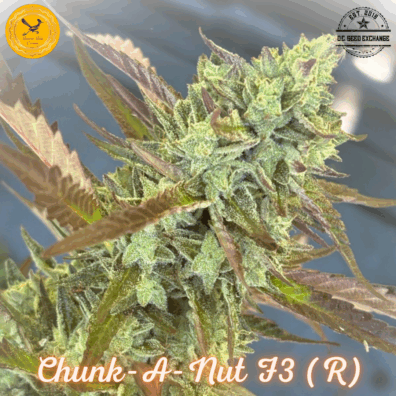 Chunk-A-Nut F3 (Humboldt Sour Diesel F3 x Cherry Coconut F3) 10 Regular Seeds