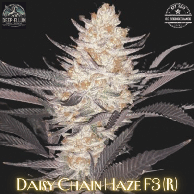 Daisy Chain Haze F3 (Blue Euphoria x Candy Haze) 10 Regular Seeds