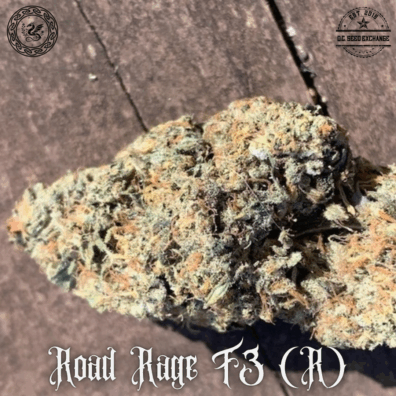 Road Rage F3 (Gas Breath ‘cut-only’ x I-95) 10 Regular Seeds