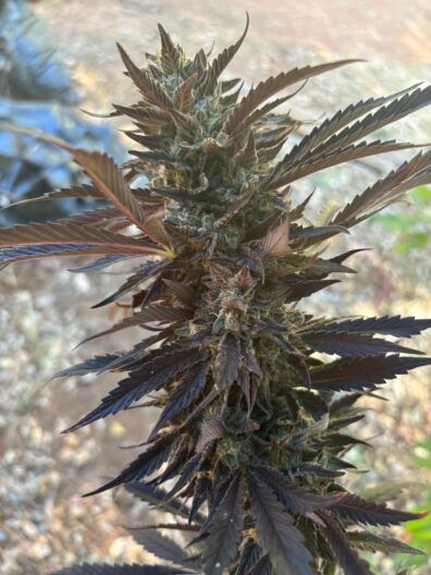 High Tides F3 (Banana Cream Cake F2 x Dosidos #22 F3) 10 Regular Seeds