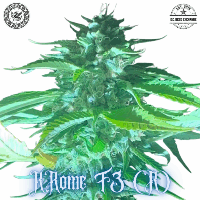 KRome F3 ([Kashmir x Runtz] x I-95) 10 Regular Seeds