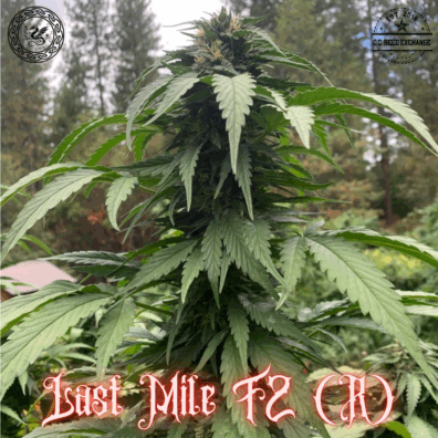 Last Mile F2 (Black Runtz (The Black x Runtz) x I-95) 10 Regular Seeds