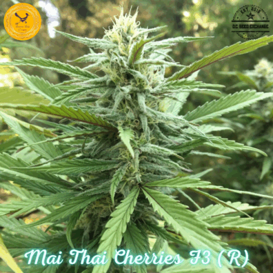 Mai Thai Cherries F3 (Pineapple Thai F3 x Cherry Coconut F3) 10 Regular Seeds