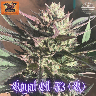 Royal Oil F3 (Royal Jelly F3 x Oil Spill F3) 10 Regular Seeds