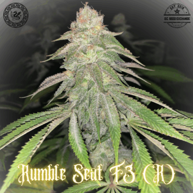 Rumble Seat F3 ([Runtz x {Kashmiri/Dosidos #22}] x I-95) 10 Regular Seeds