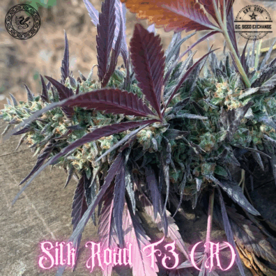 Silk Road F3 ([Kashmiri/Dosidos #22 BX] x I-95) 10 Regular Seeds