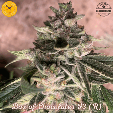 Box of Chocolates F3 (Chocolope BX x Cherry Coconut F3) 10 Regular Seeds