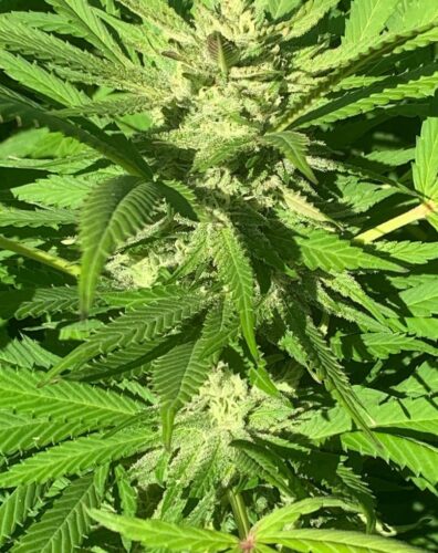 Headless F2 (818 Headband F2 x Rebel Sour F3) 10 Regular Seeds