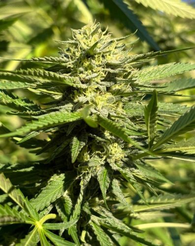 Heavy Diesel F3 (Karma Sour Diesel BX2 x Rebel Sour F3) 10 Regular Seeds