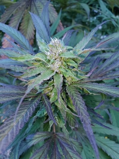 Jamaican Chocolates F2 (Chocolope F3 x Sour Jamaican Lime F3) 10 Regular Seeds