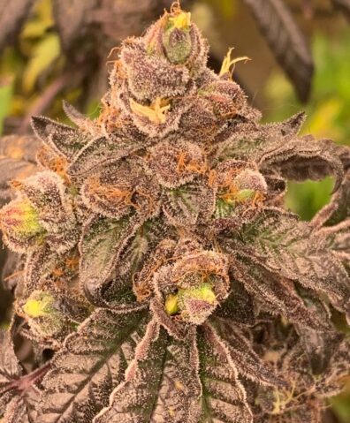 Sour Bird F3 (Gelato33 ‘cut-only’ x Rebel Sour F3) 10 Regular Seeds